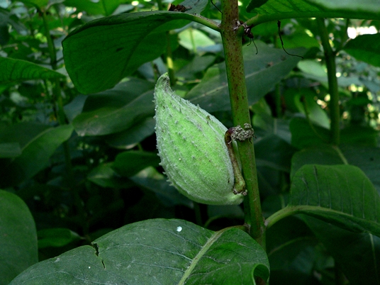 {Asclepias syriaca}